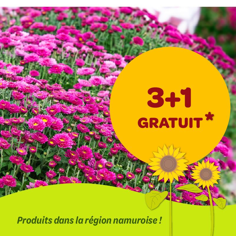 Offre 3+1 GRATUIT sur les chrysanthèmes unicolores en pot de 19 cm (diamètre 55-65 cm)